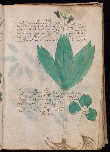 Voynich f27r