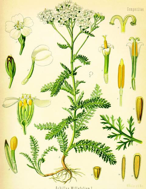Achillea millefolium L. botanical illustration