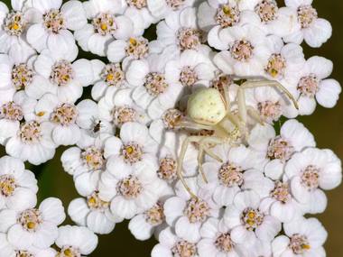 Achillea millefolium L. photograph
