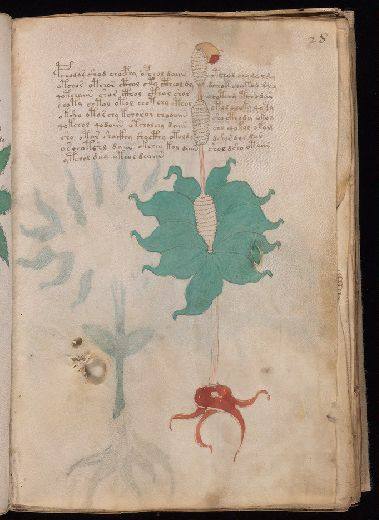 Voynich f28r