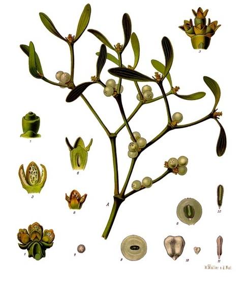 Viscum album L. botanical illustration