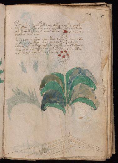 Voynich f29r