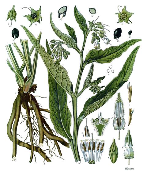 Symphytum officinale L. botanical illustration