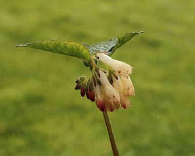 Symphytum officinale L. photograph