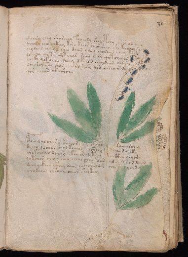 Voynich f30r
