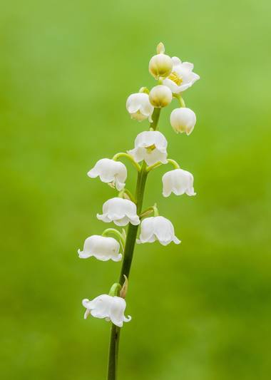 Convallaria majalis L. photograph