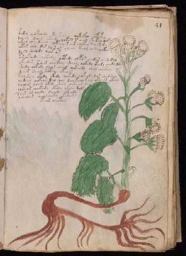 Voynich f31r