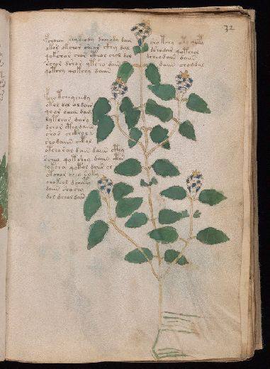 Voynich f32r