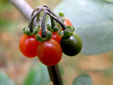 Solanum nigrum L. photograph