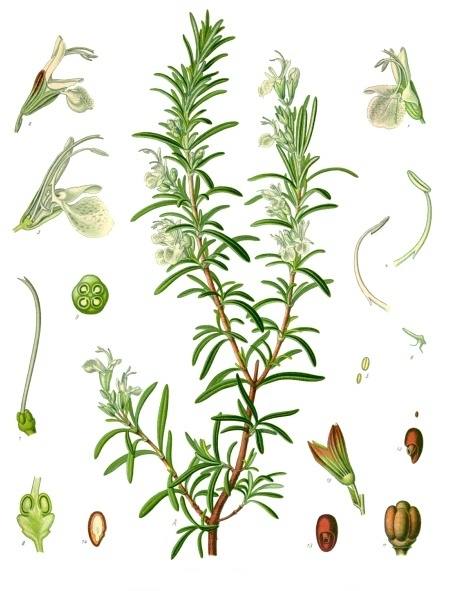 Salvia rosmarinus Spenn. botanical illustration