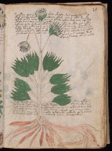 Voynich f34r