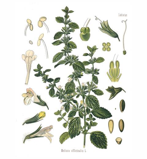 Melissa officinalis L. botanical illustration