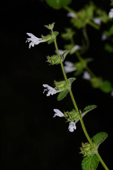 Melissa officinalis L. photograph