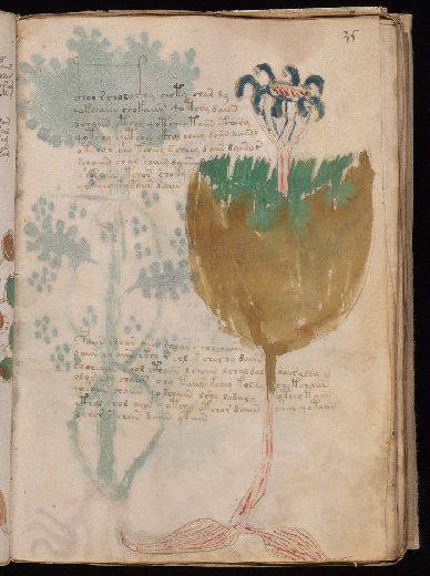 Voynich f35r