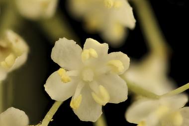 Sambucus nigra L. photograph