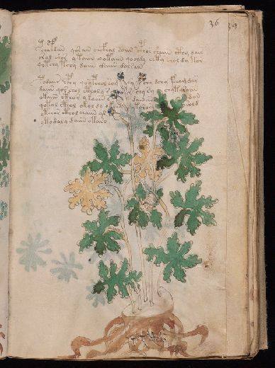 Voynich f36r